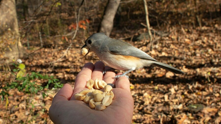 NYC Birdwatchers Enjoy Springtime Calm