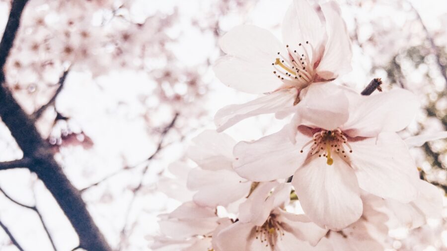 Fresno County Blossom Trail