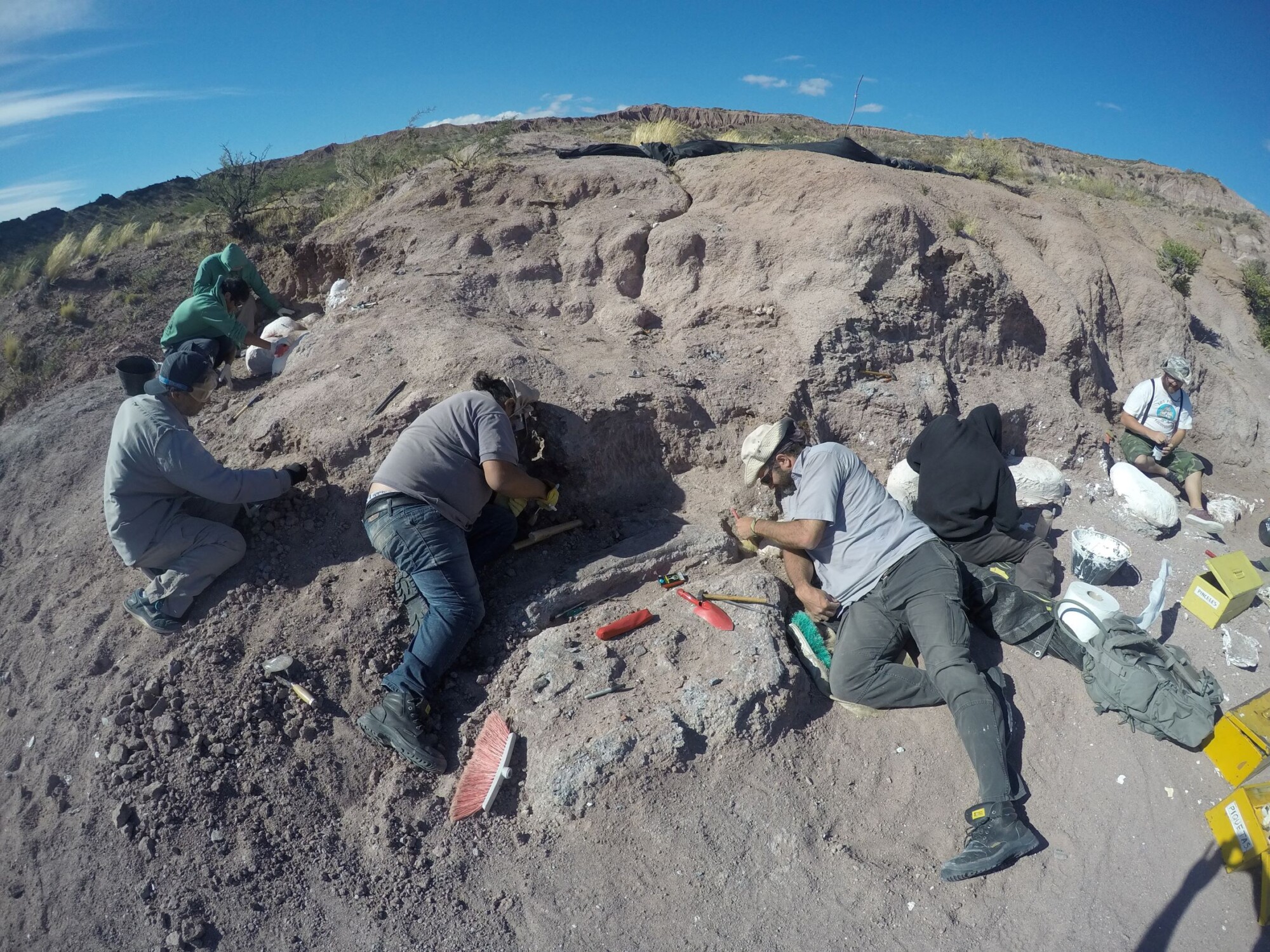 Fossils of Oldest Member of Huge Dinosaur Group Found in Argentina