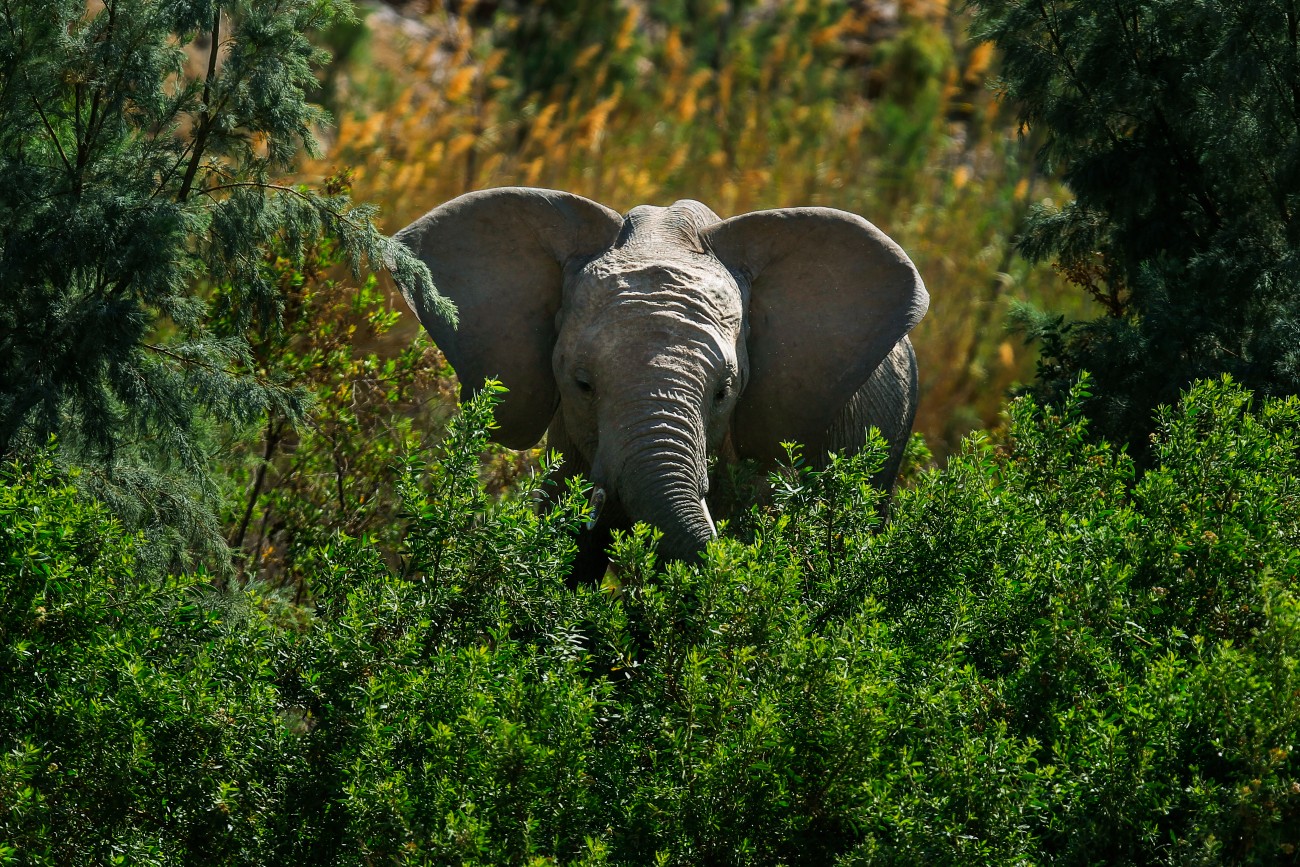 Africa’s Elephants Now Endangered by Poaching, Habitat Loss