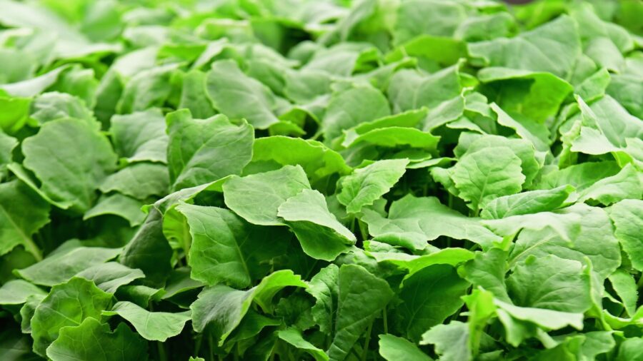The 7 Most Super ‘Superfoods’