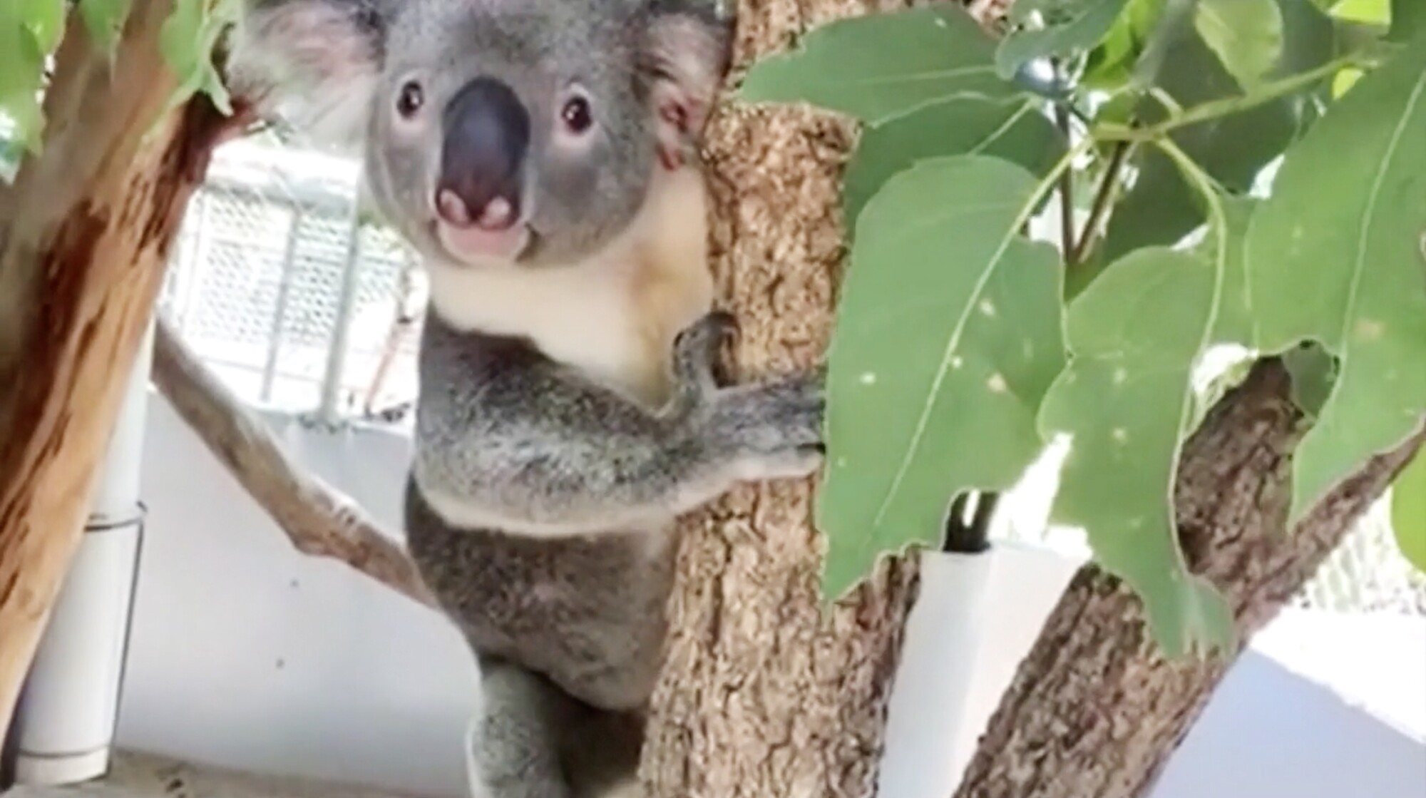 Local Develops Prosthetic Foot for Koala