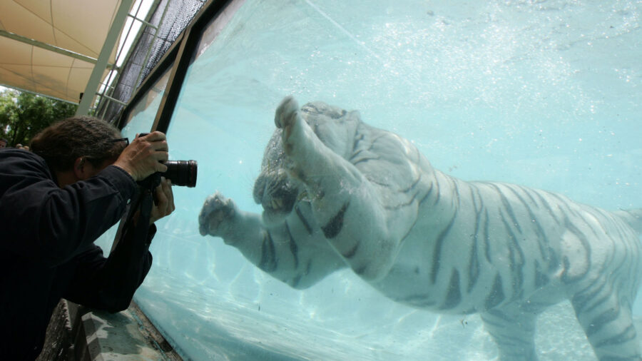 Wildlife Photographer Shares How He Gets Great Pictures