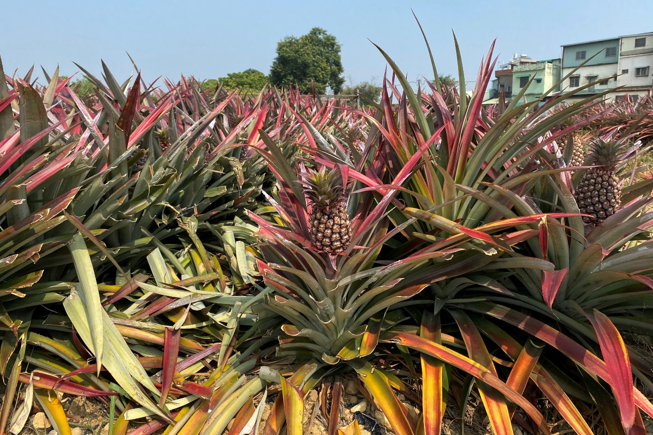 Taiwan Allies Buy Pineapples After China Bans Imports