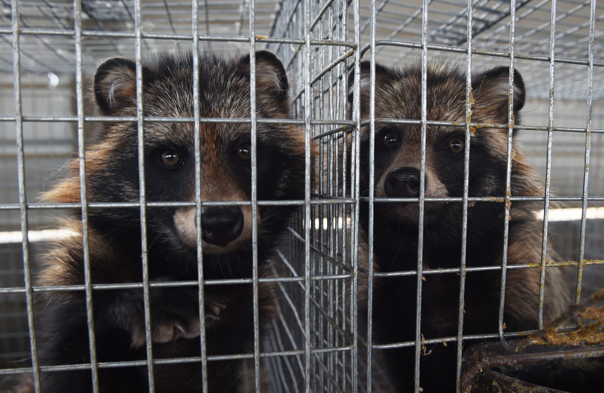 UK Urged to Ban Fur Imports From China