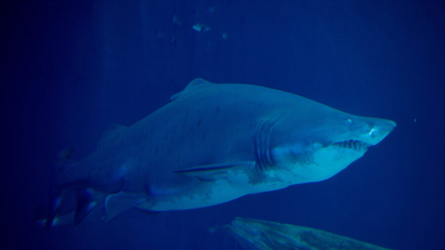 Shark Attacks Reported Off New York Shores Prompt Increased Shark Patrols