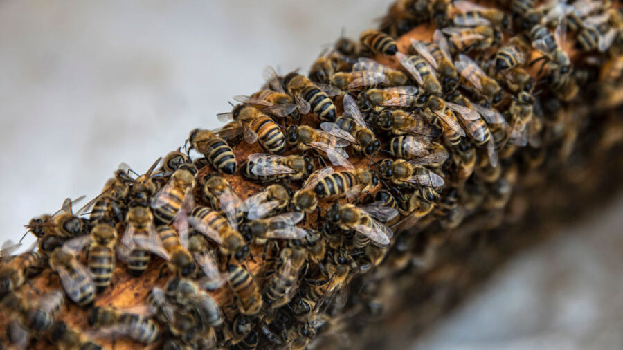 Beehive Deliveries in New York City