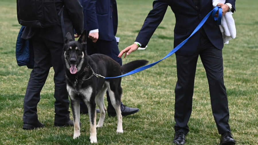 Major Training: Biden Dog Gets Help Adjusting to White House