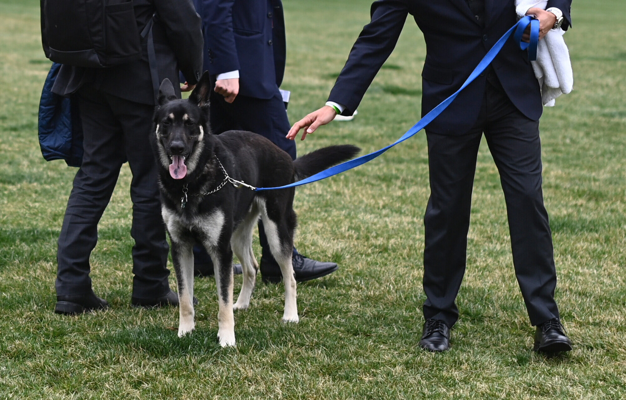 Major Training: Biden Dog Gets Help Adjusting to White House