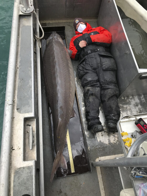 A 240-pound sturgeon that could be more than 100 years old was caught in the Detroit River by the U.S. Fish and Wildlife Service, with a USFWS staffer laying next to it, on April 22, 2021. (U.S. Fish and Wildlife Service via AP)