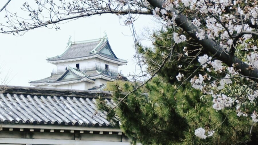 Wakayama Castle’s Cherry Blossoms Attract Visitors in Japan
