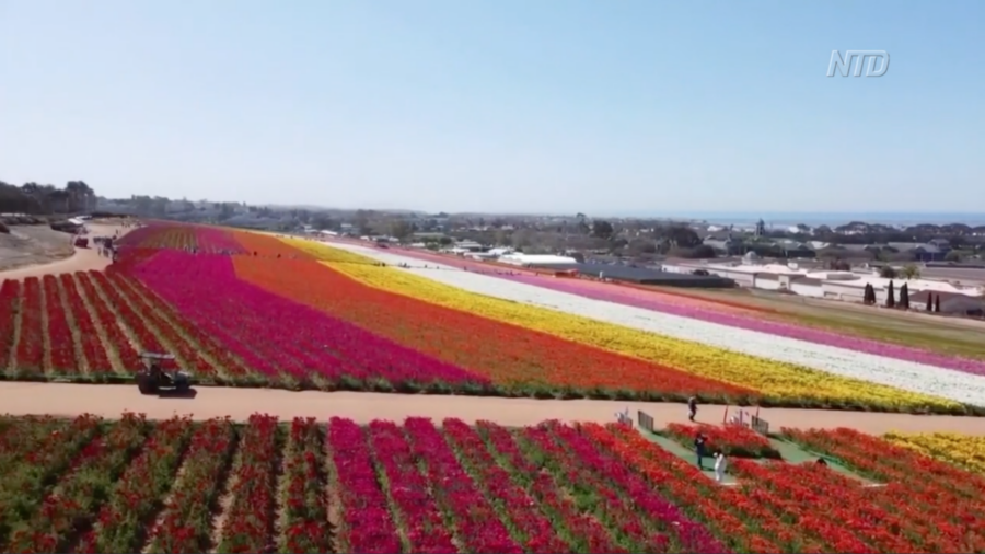 Visitors Flock to California's Flower Fields