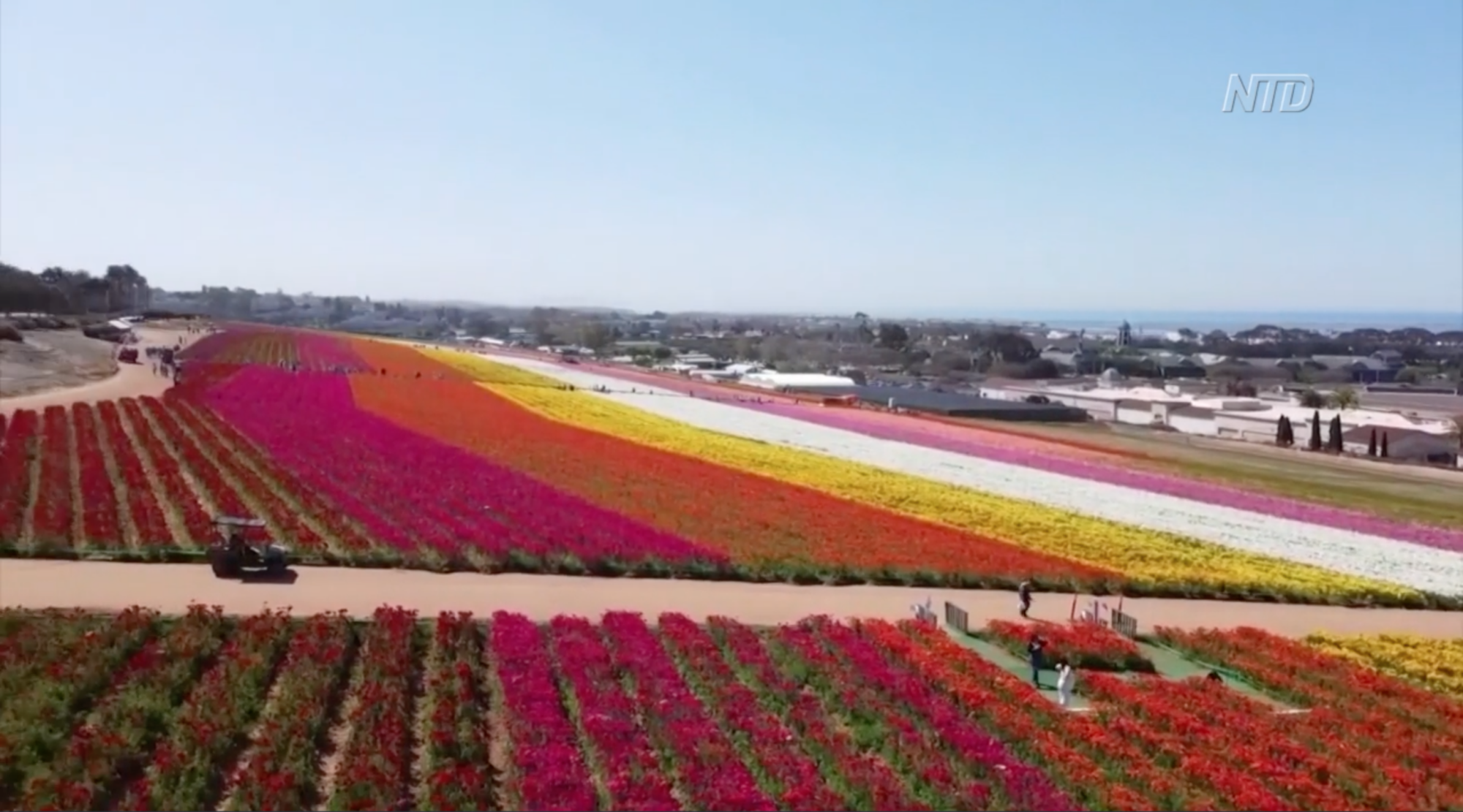 Visitors Flock to California’s Flower Fields