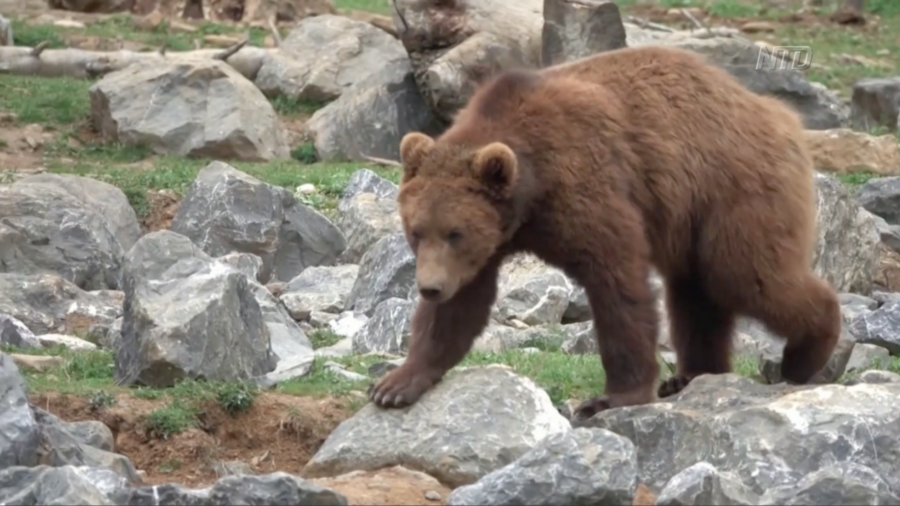 Frisky Brown Bears Wake From Hibernation in Zoo