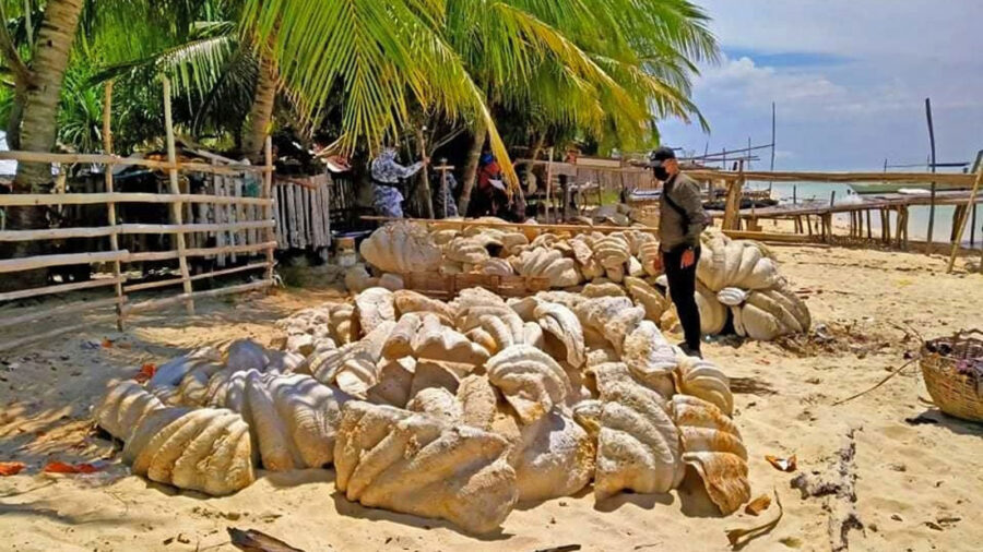 Philippine Authorities Seize Fossilized Giant Clam Shells Worth $25 Million