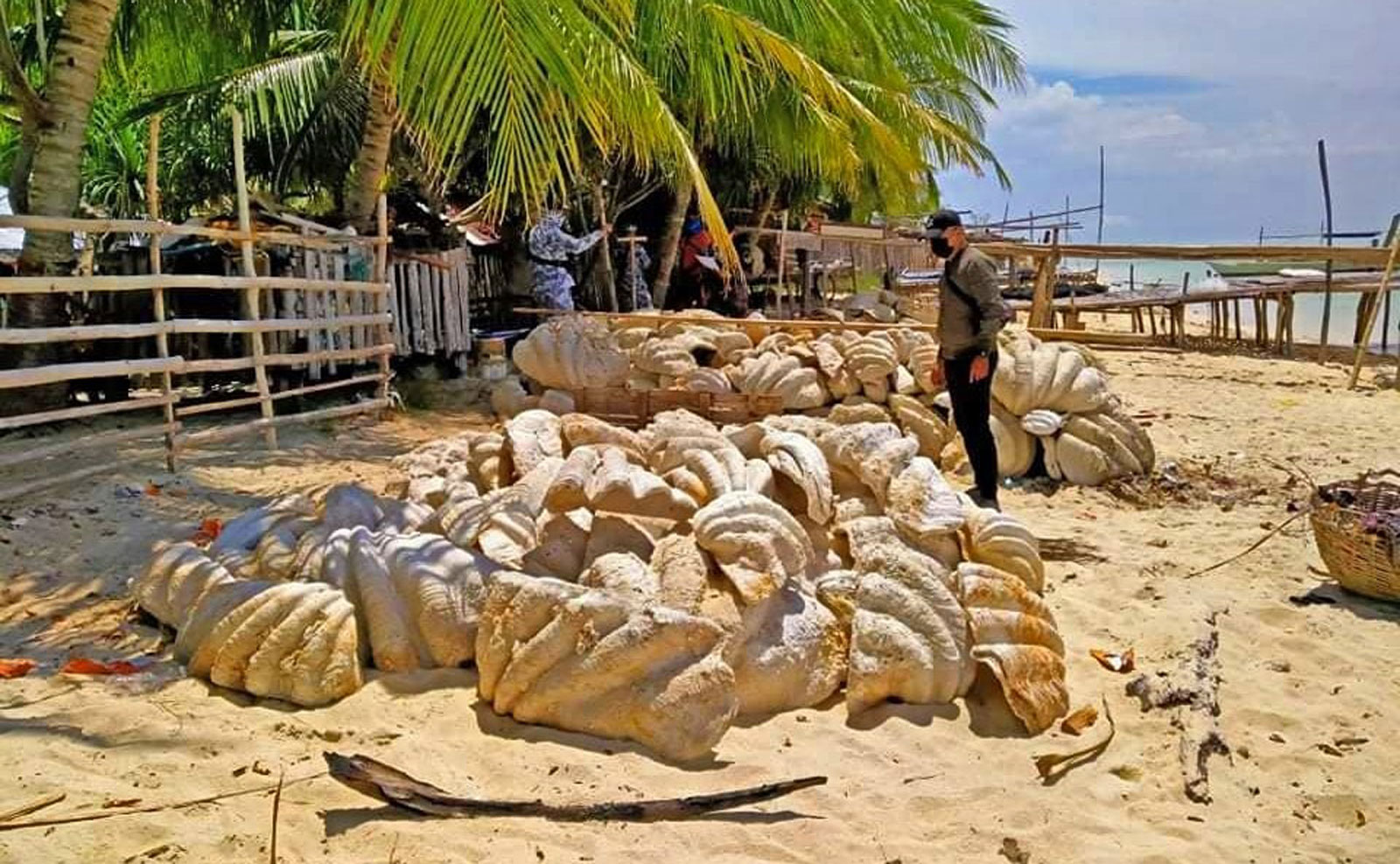 Philippine Authorities Seize Fossilized Giant Clam Shells Worth 25 Million Ntd