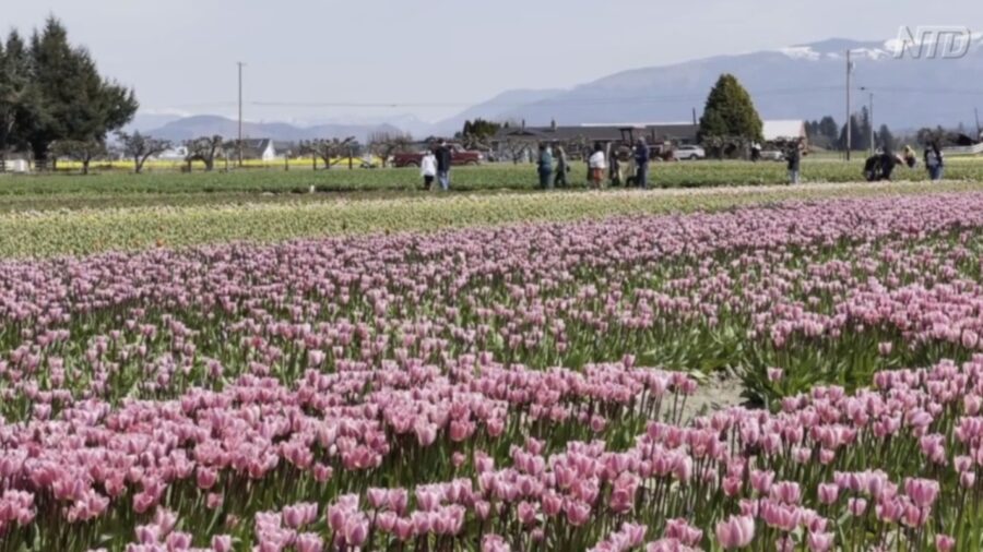 Entrepreneur Weathers Lockdown With Flowers