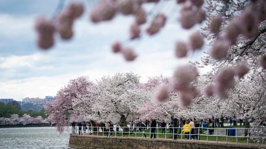 DC's Cherry Blossom Doughnuts