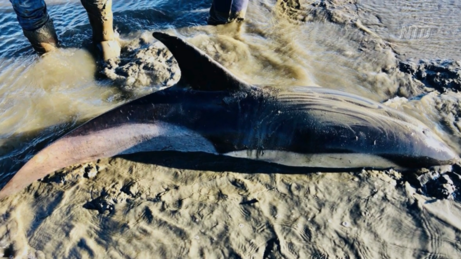 Police, Firemen Assist Beached Dolphin