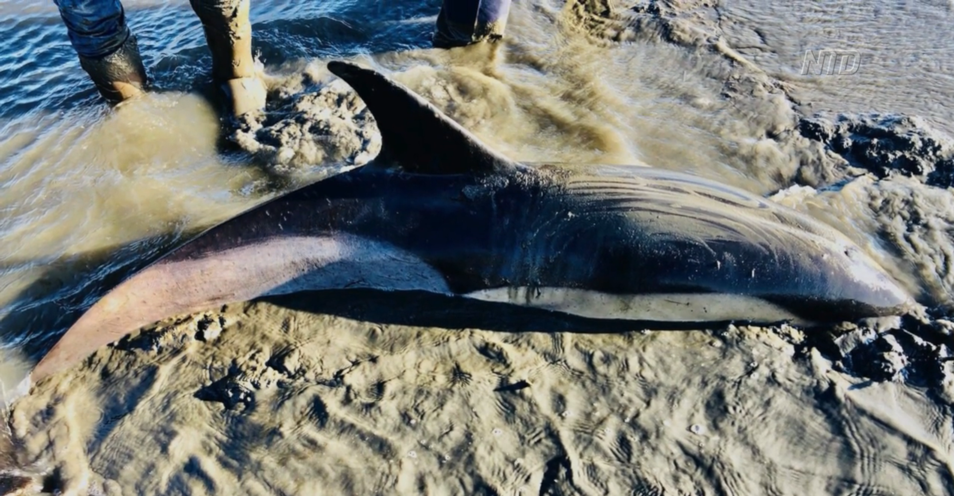 Police, Firemen Assist Beached Dolphin