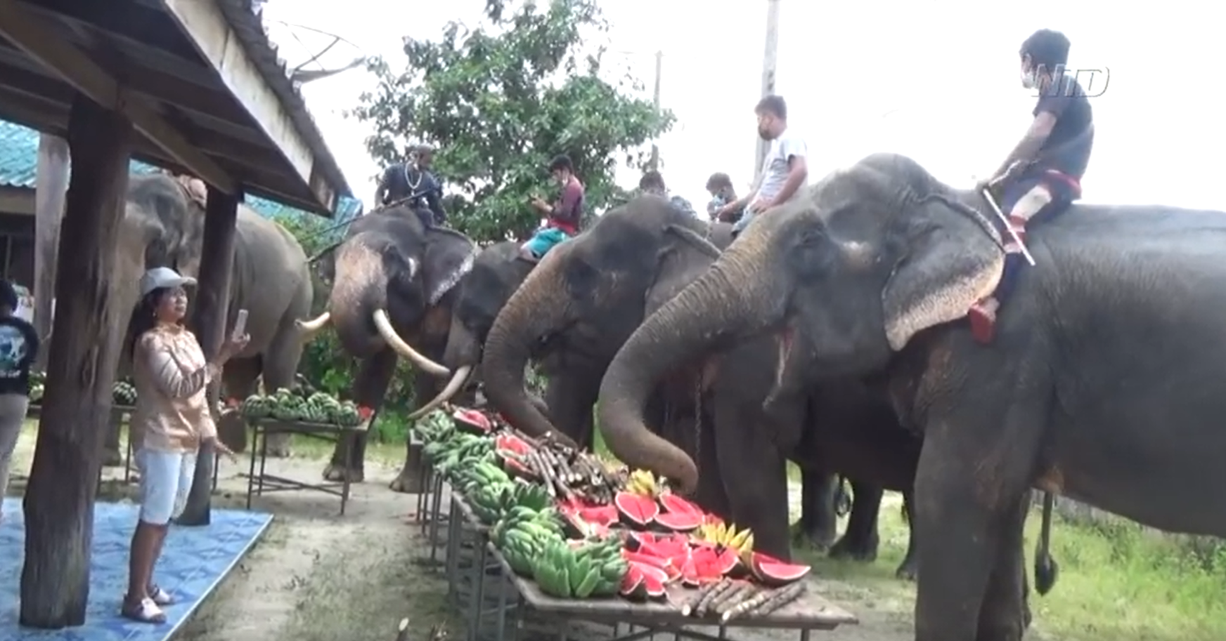 93-Year-Old Throws Birthday Party for Pet Elephants