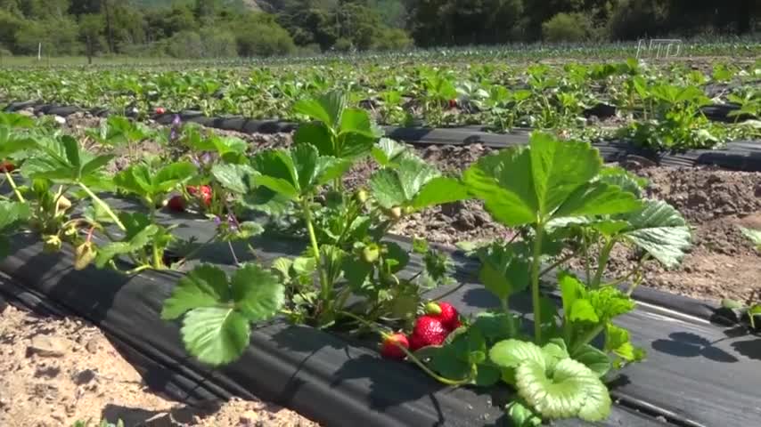 California Predicts Larger Strawberry Crop