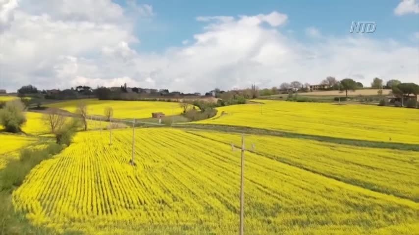 Yellow Flowers Carpet Italian Countryside