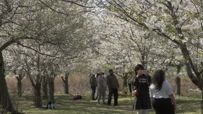 Cherry Blossoms in Chicago Park Charm Visitors