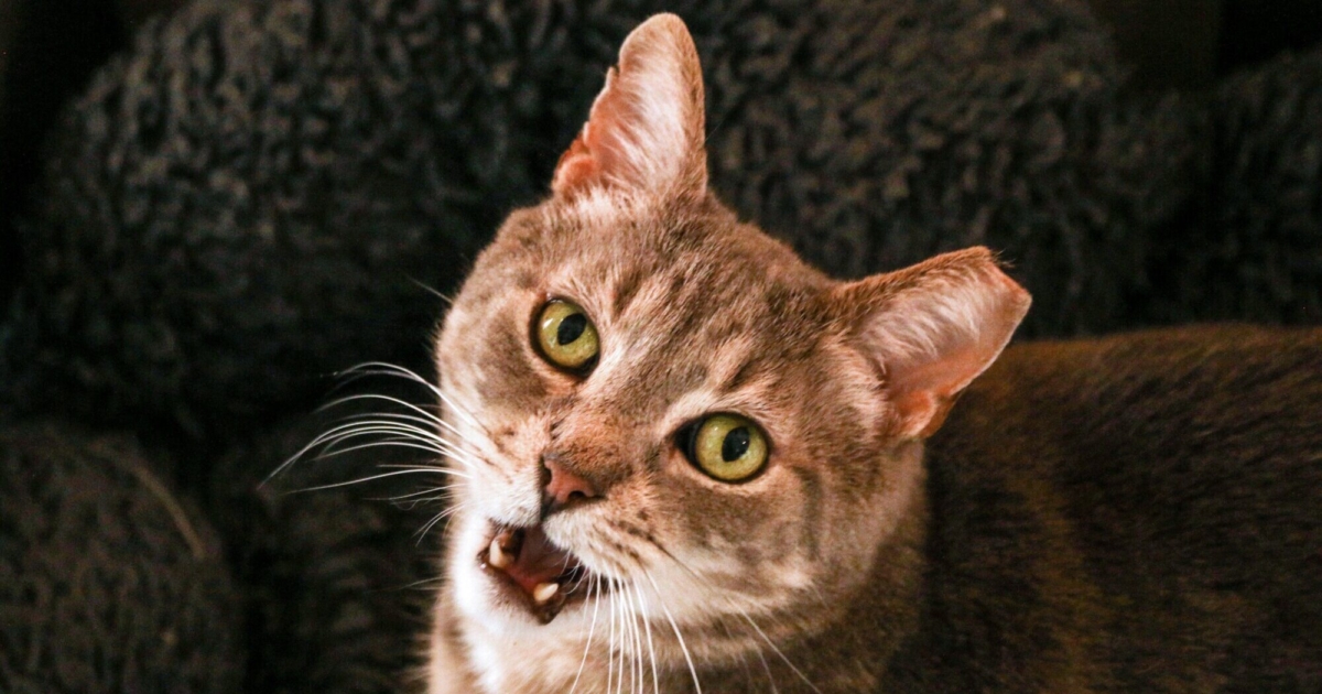 Feral Cats Used to Deter Rat Population in Chicago NTD