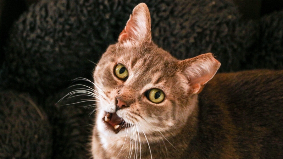 Feral Cats Used to Deter Rat Population in Chicago