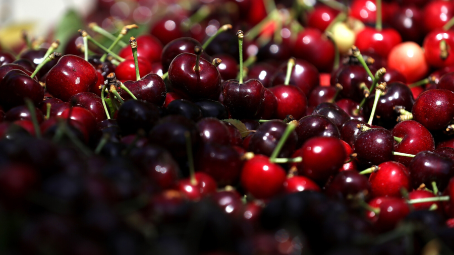 California Cherry Season Starts
