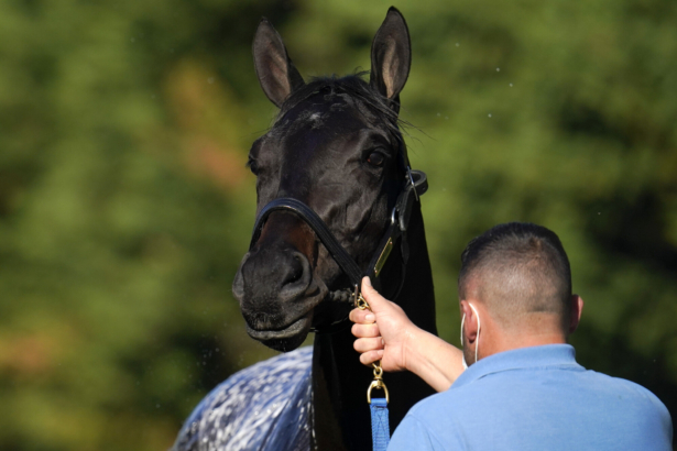 Kentucky Derby winner Medina Spirit is groomed after a morning exercise at Pimlico Race Course ahead of the Preakness Stakes race, in Baltimore, Md., on May 11, 2021. (Julio Cortez/AP Photo)