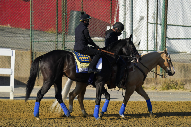 Kentucky Derby winner Medina Spirit (L) leaves the track at Pimlico Race Course after a morning exercise ahead of the Preakness Stakes race, in Baltimore, Md., on May 11, 2021. (Julio Cortez/AP Photo)