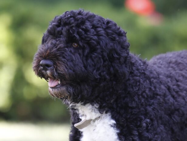 Bo, a Portuguese water dog and the family pet of President Barack Obama, is seen in the Rose Garden of the White House in Washington on June 13, 2011. (Charles Dharapak/AP Photo)