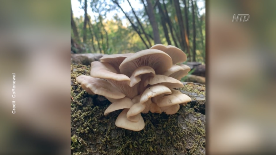 Researchers Plant Mushrooms to Reduce Wildfires in California