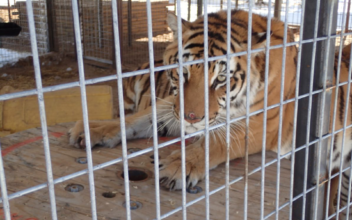 Federal Agents Seize 68 Animals From ‘Tiger King Park’