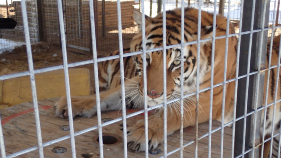 Federal Agents Seize 68 Animals From ‘Tiger King Park’