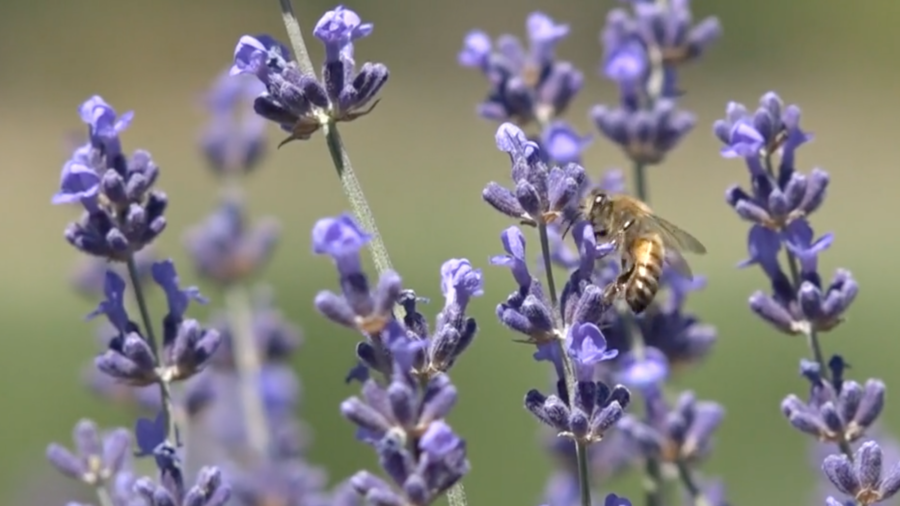 California Lavender Festival