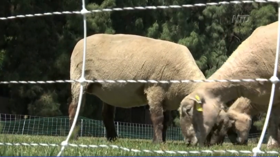 Lawn Mowing With Goats, Sheep to Prevent Fire