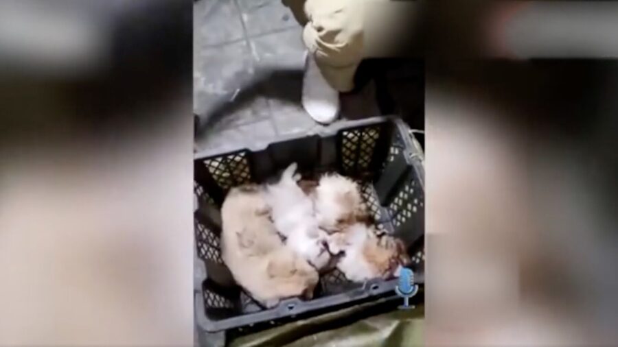 Live Animals Mailing Scheme Exposed in China