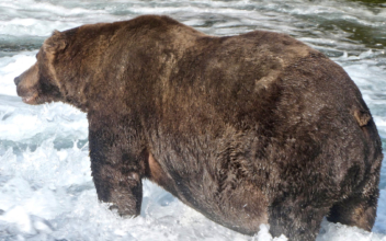 Alaska’s Fattest Bears Compete After Contender Is Fatally Mauled