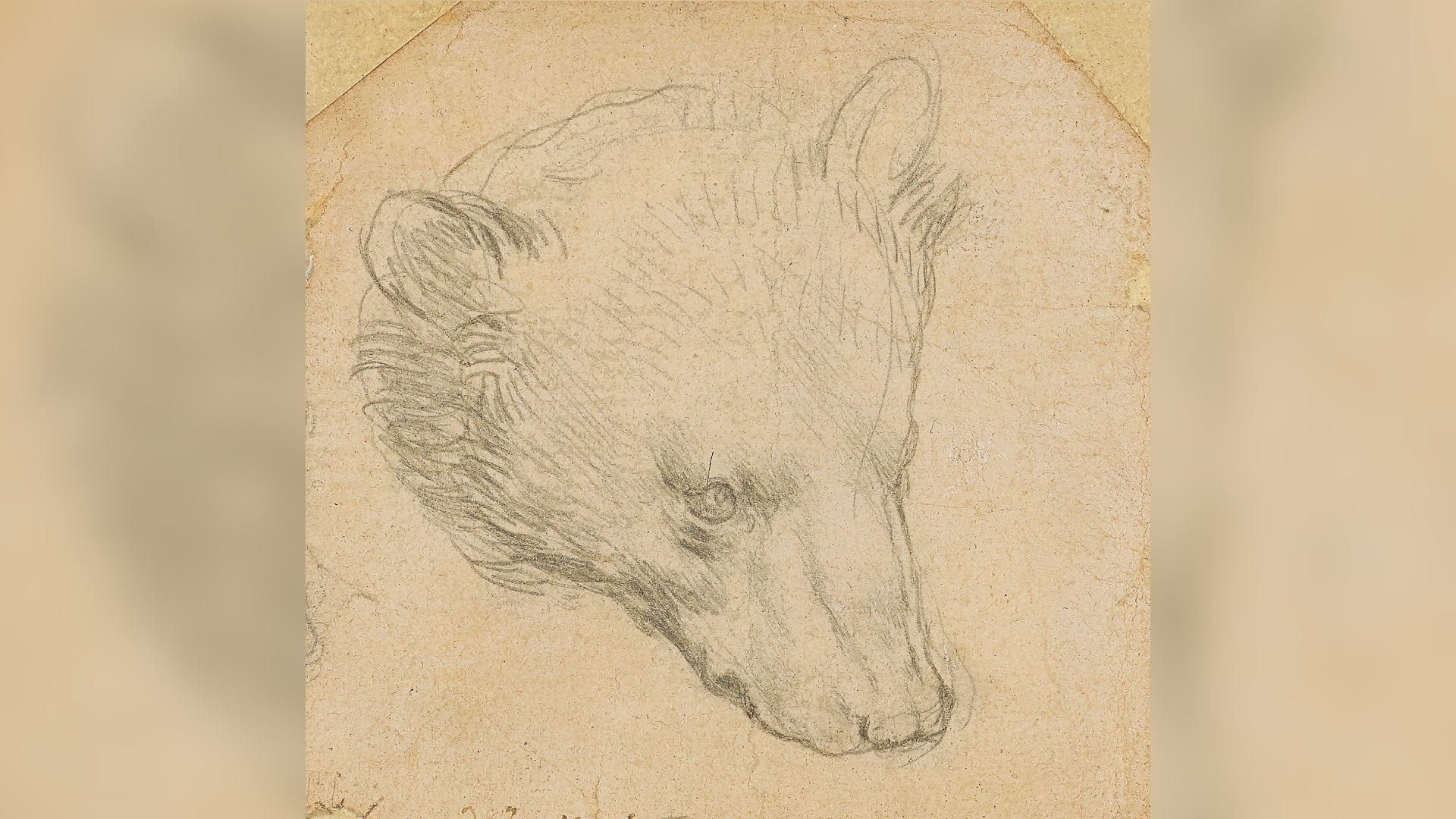 Da Vinci’s ‘Head of Bear’ Drawing Seen Fetching up to $16 Million