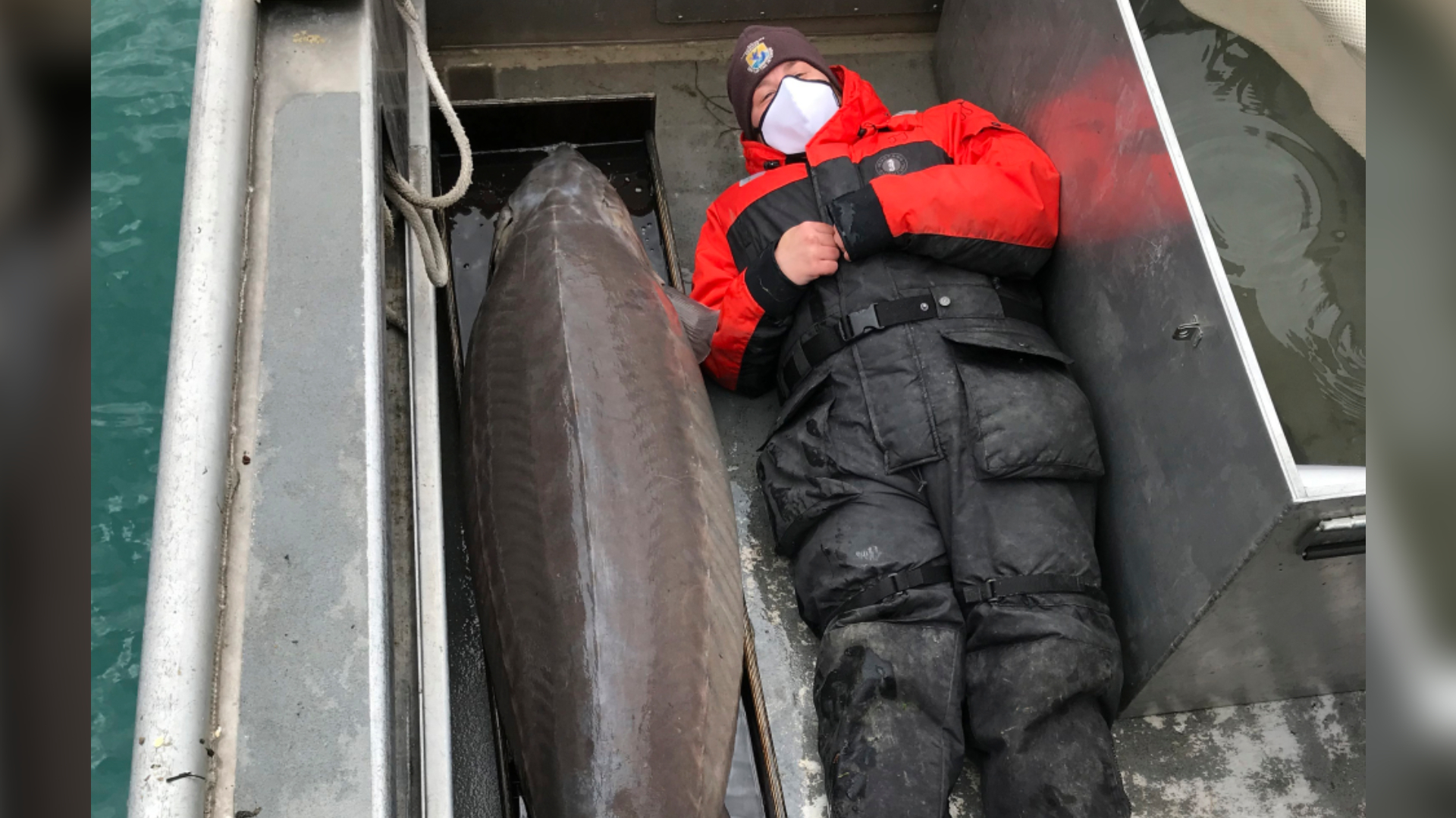 240-Pound Fish, Age 100, Caught in Detroit River