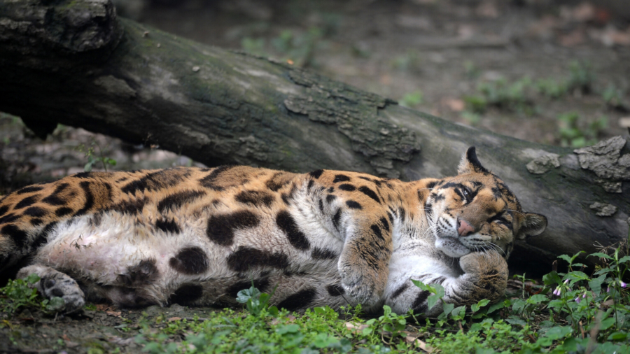 3 Leopards Escape Chinese Zoo, One at Large