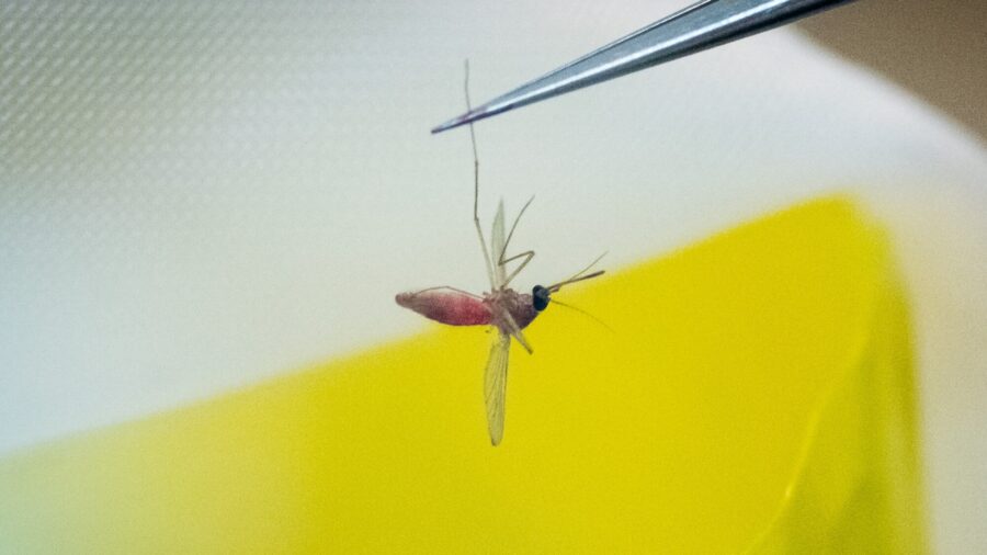 Genetically Modified Mosquitoes Released