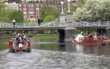 Swan Boats Flock Back to Boston Public Garden