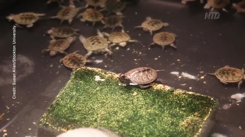 New Jersey Turtles' New Chance For Life