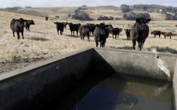 Drought Endangers California Agriculture