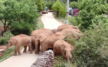 Wild Elephants Guided Home Using Bait