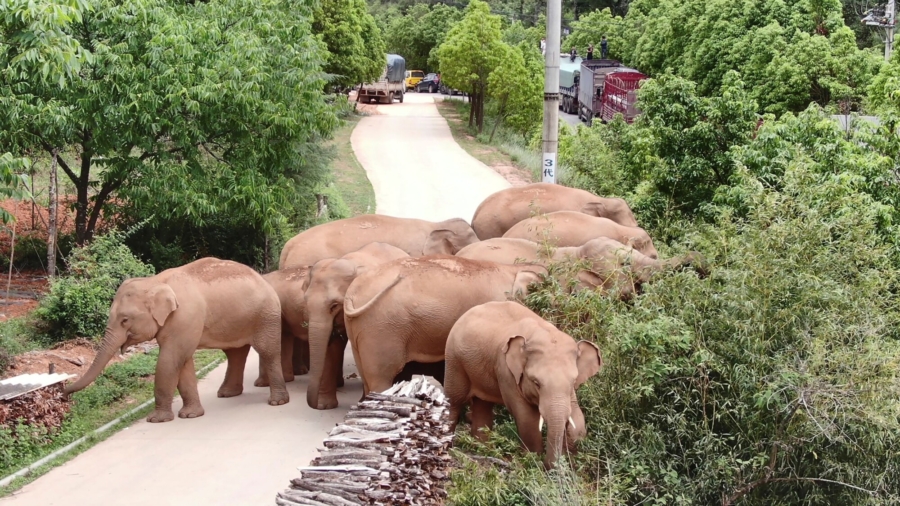 Wild Elephants Guided Home Using Bait